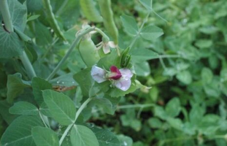 The ABCs of Homesteading: ‘S’ is for Seed, Storage, and Spice Image
